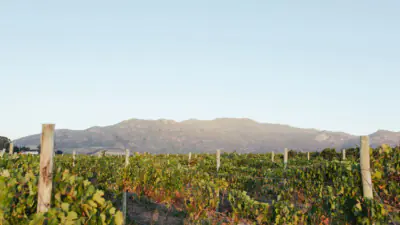 Weingut Boland Cellar